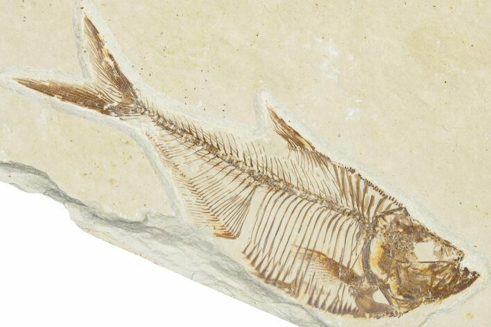 Detailed Fossil Fish (Diplomystus) - Wyoming #354063